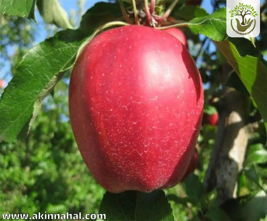 نهال سیب قرمز لبنان